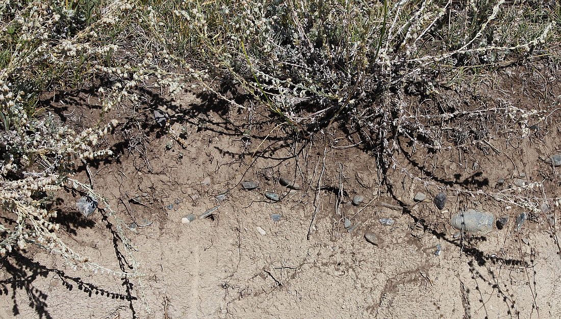 Image of Artemisia frigida specimen.