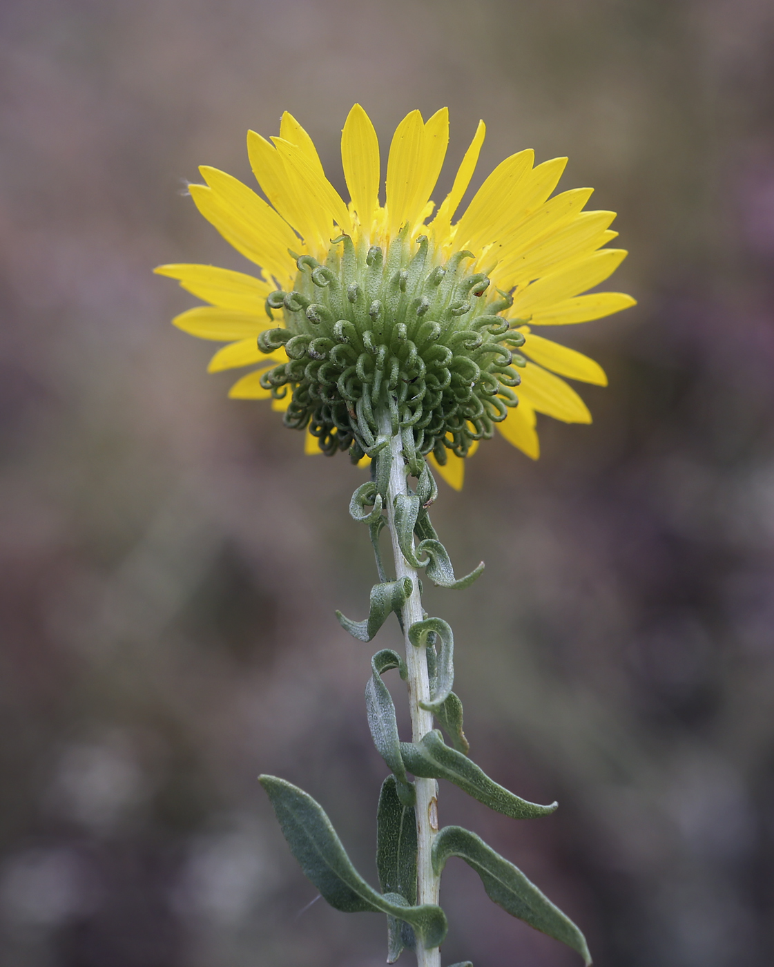 Изображение особи Grindelia squarrosa.