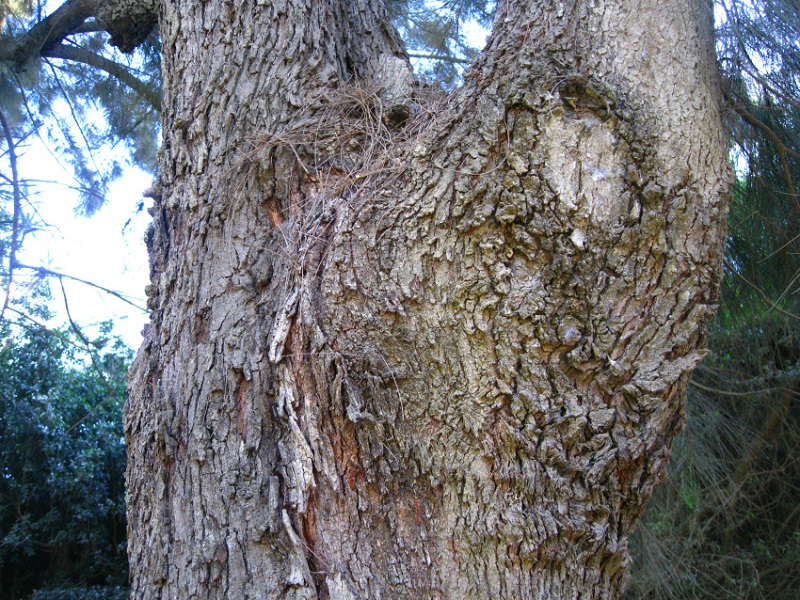 Изображение особи Casuarina cunninghamiana.