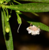 Myoporum parvifolium