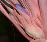 Aechmea fasciata