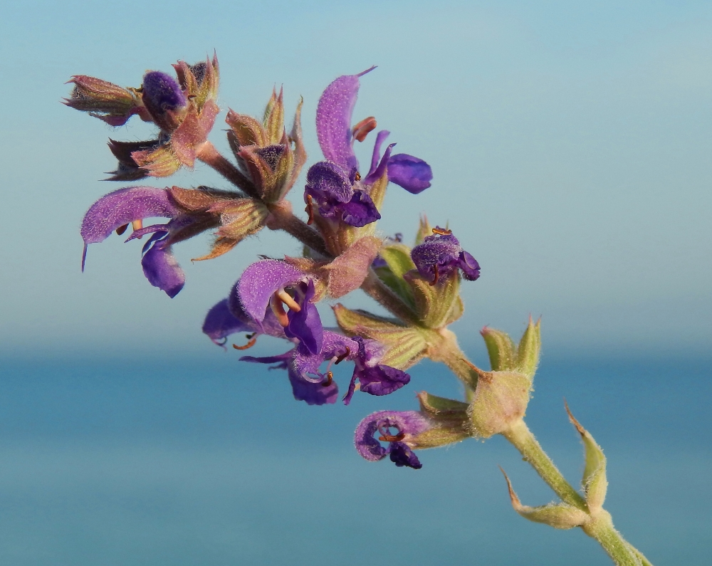 Изображение особи Salvia tesquicola.