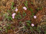Claytonia acutifolia