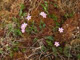 Claytonia acutifolia. Цветущее растение. Магаданская обл., окр. г. Магадан, п-ов Старицкого, на нивальной лужайке. 12.07.2017.