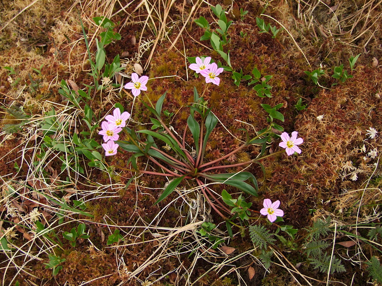 Image of Claytonia acutifolia specimen.