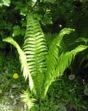Matteuccia struthiopteris