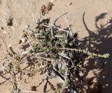 Thymbra capitata