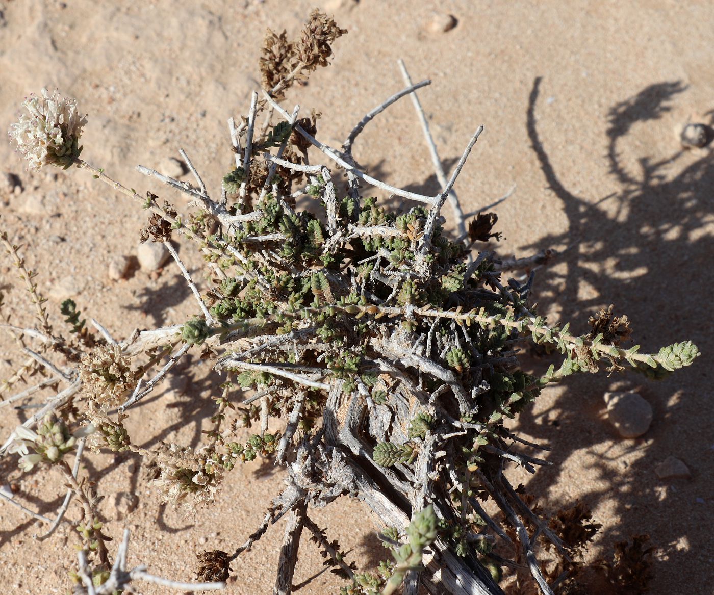 Image of Thymbra capitata specimen.