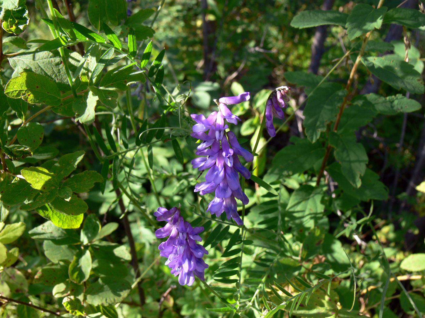 Image of Vicia cracca specimen.