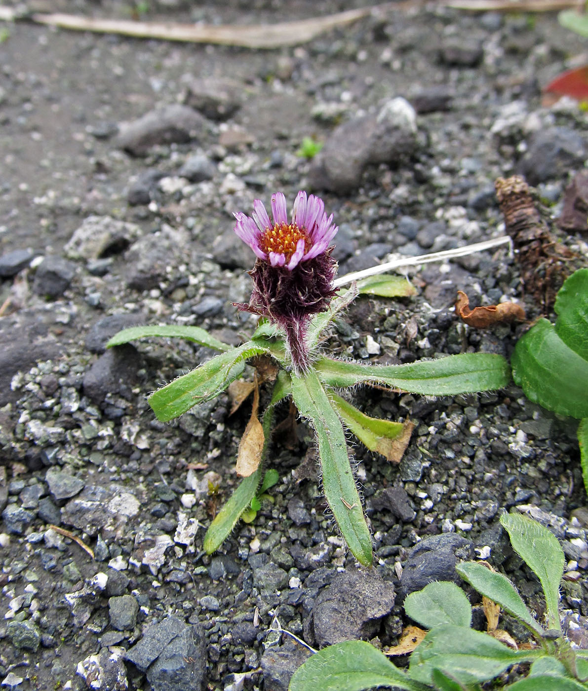 Image of Erigeron humilis specimen.