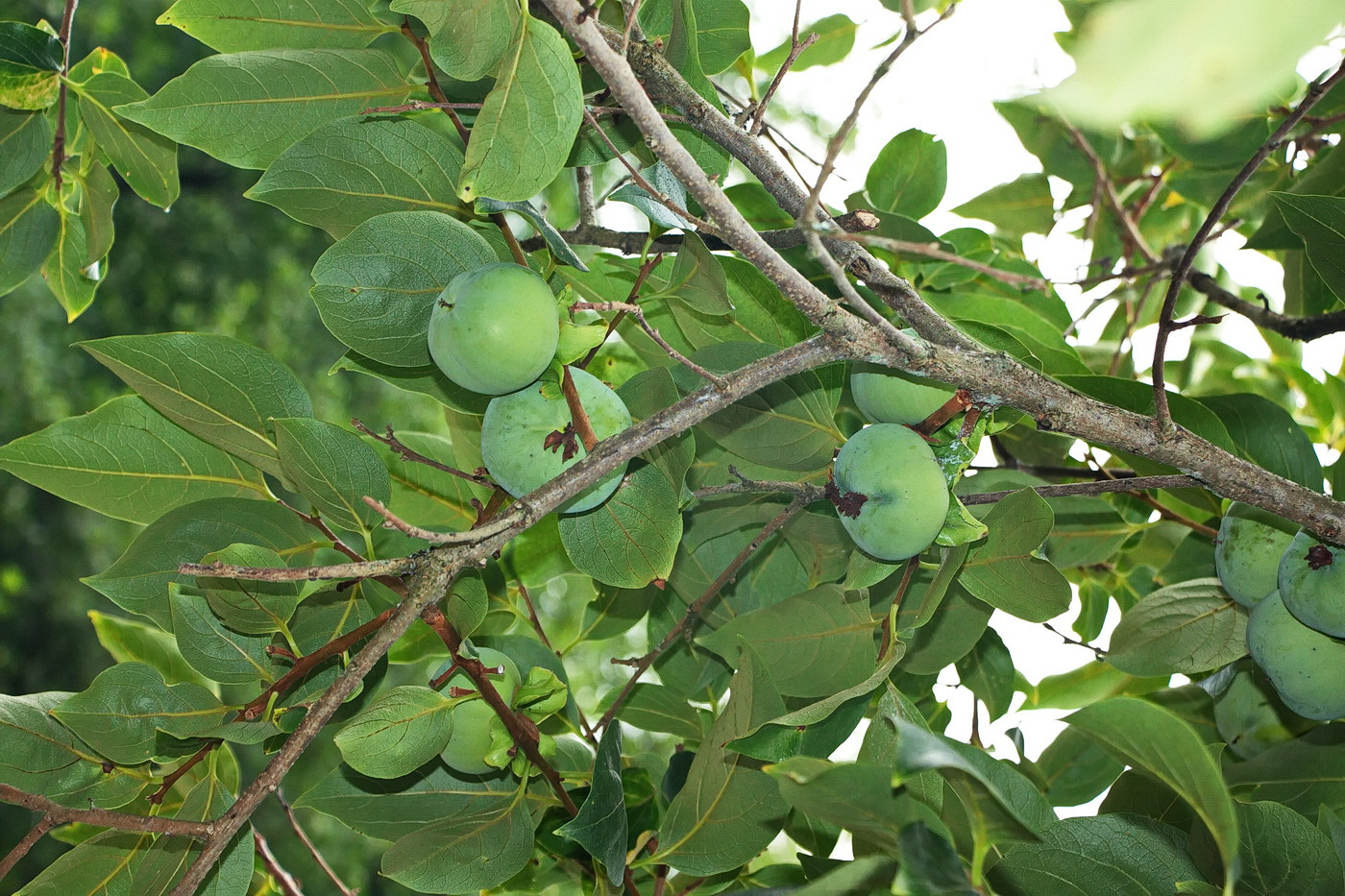 Изображение особи Diospyros kaki.