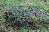 Sedum reflexum