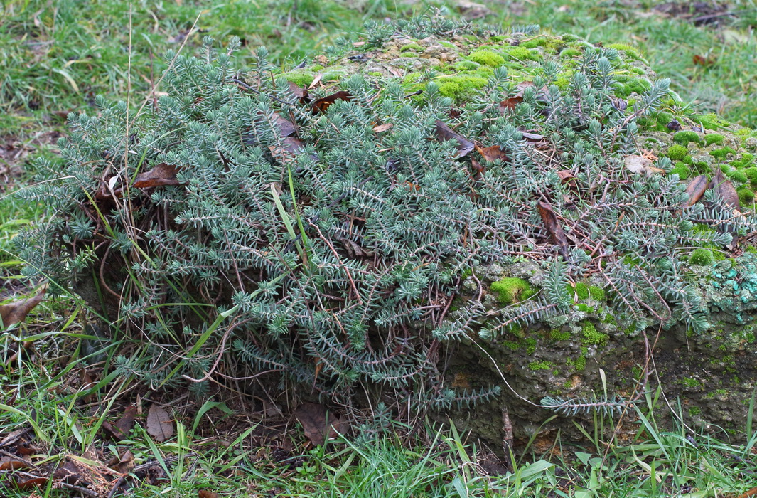 Image of Sedum reflexum specimen.