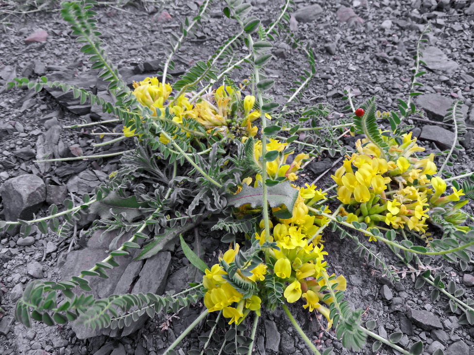 Image of Astragalus polyphyllus specimen.