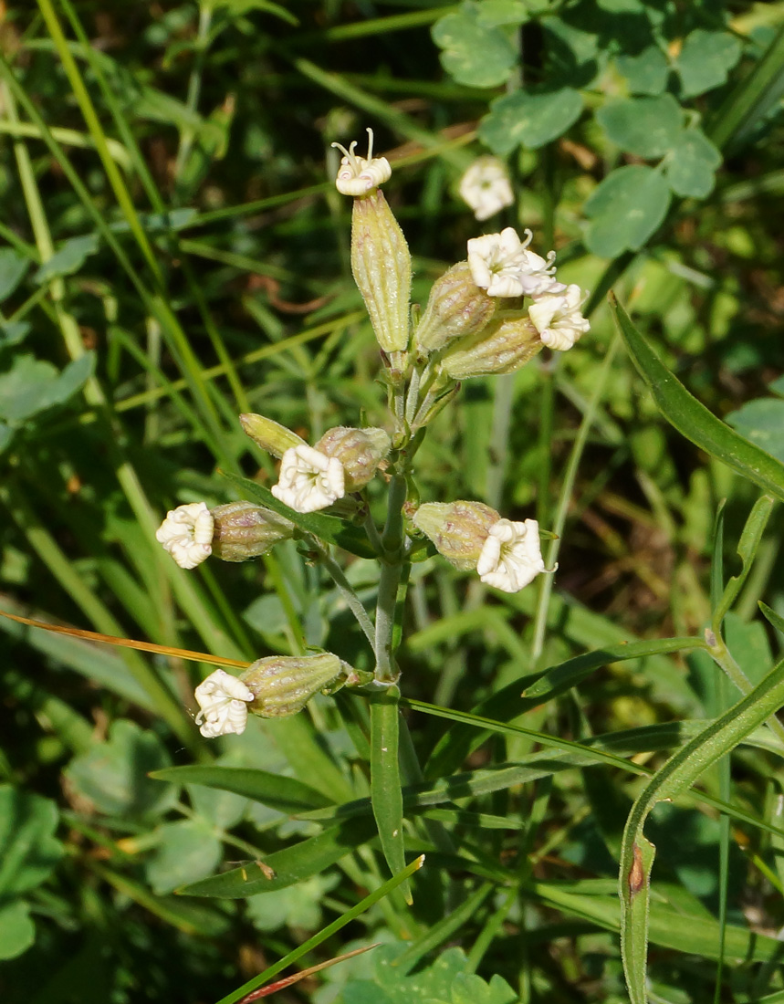 Image of Silene amoena specimen.