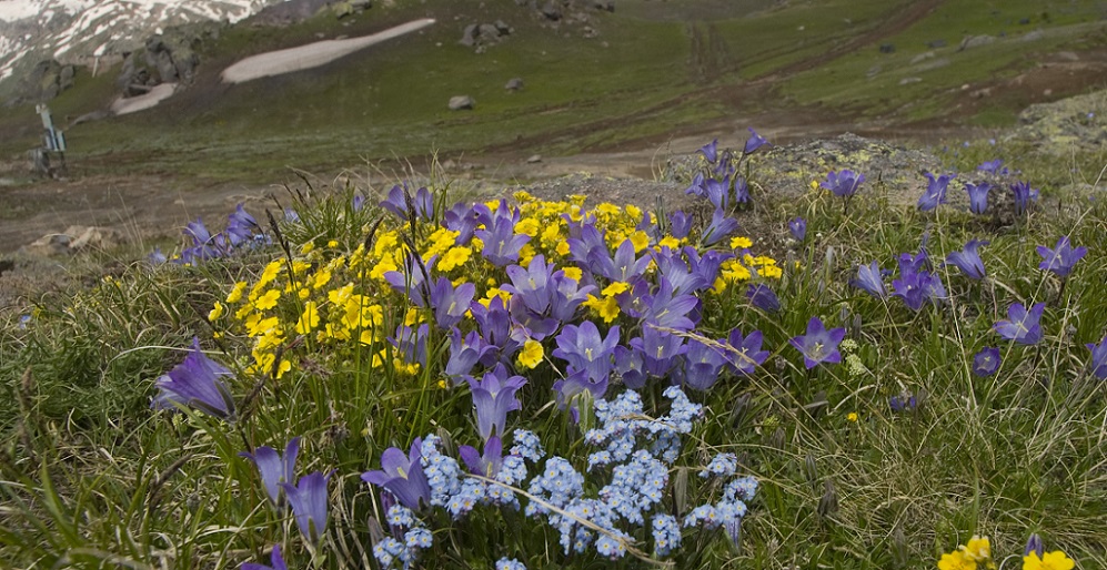 Изображение особи Campanula biebersteiniana.