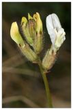 Astragalus zingeri