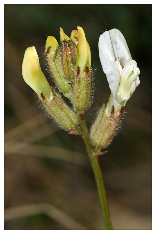 Изображение особи Astragalus zingeri.