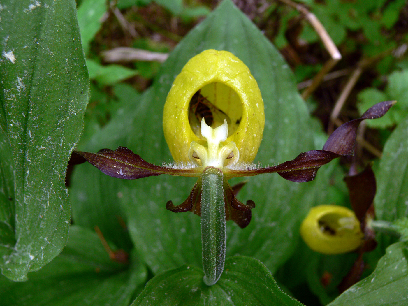 Изображение особи Cypripedium calceolus.