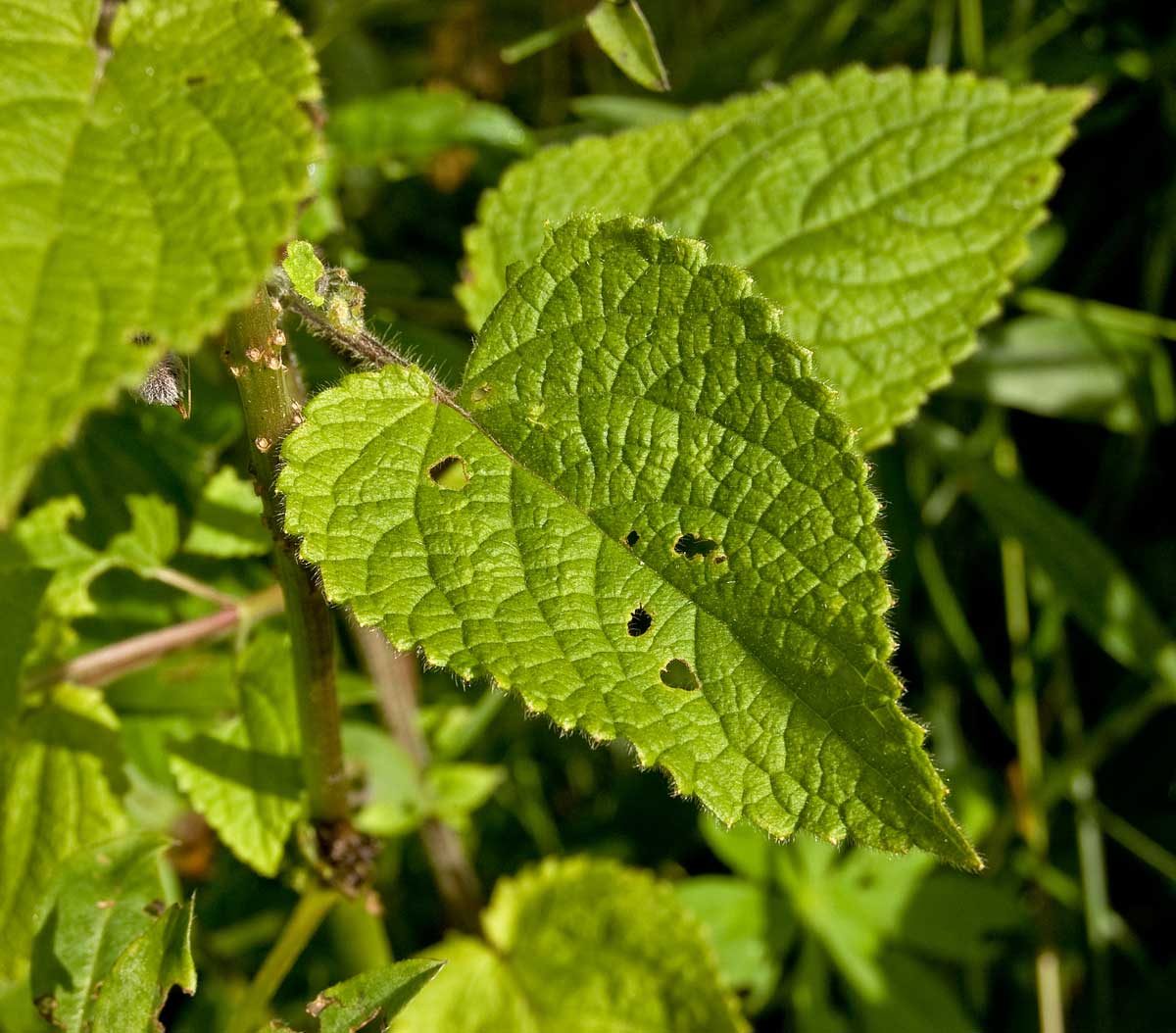 Image of Stachys sylvatica specimen.