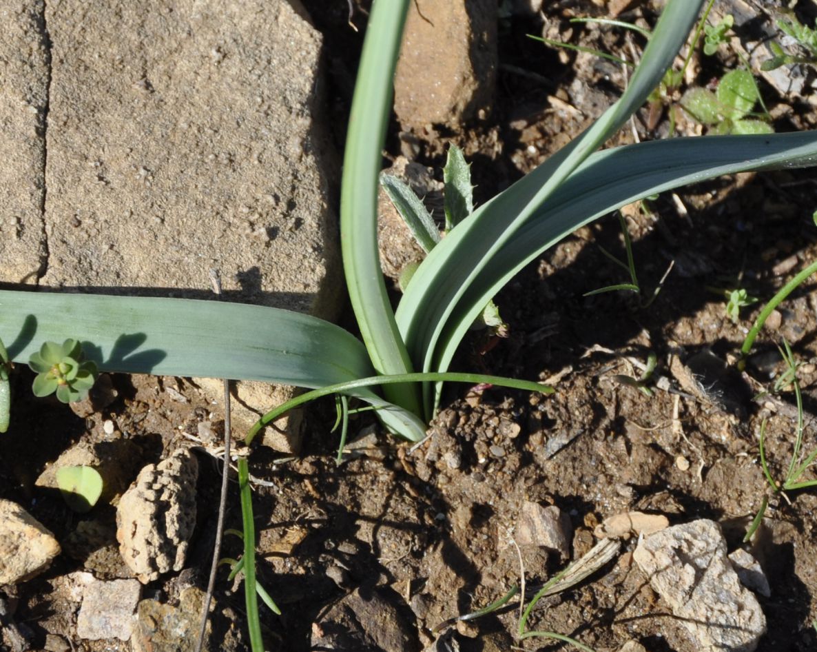 Image of Narcissus tazetta specimen.