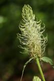 Phyteuma spicatum. Соцветие. Чехия, Оломоуцкий край, природный заповедник Jeseníky, луговина вдоль дороги. 15.06.2017.