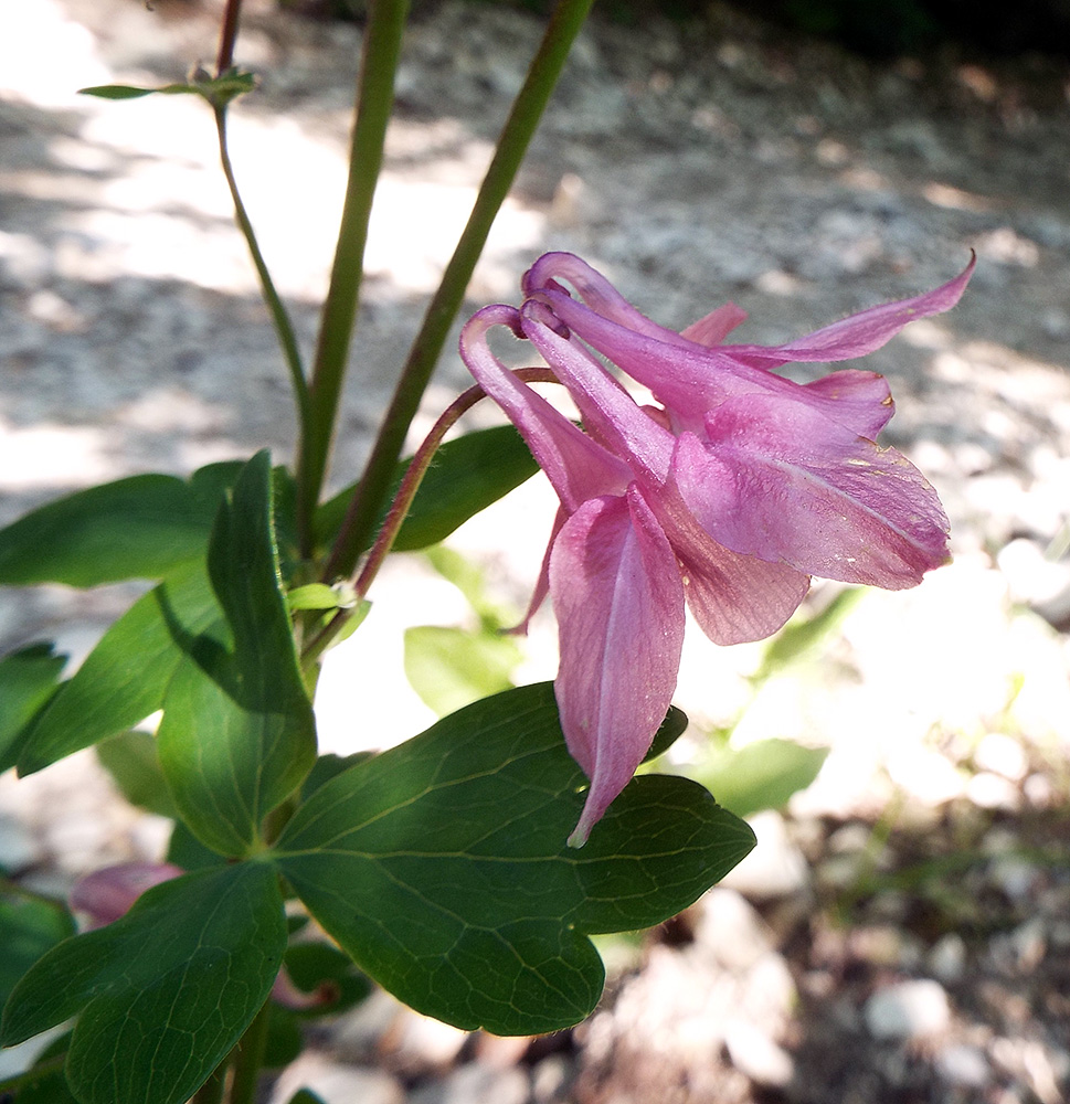 Изображение особи Aquilegia vulgaris.