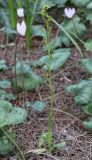 Ophrys lutea. Цветущее растение. Израиль, предгорья Иудеи, окр. г. Модиин, сосняк на каменистой гряде, среди цикламенов. 16.03.2018.