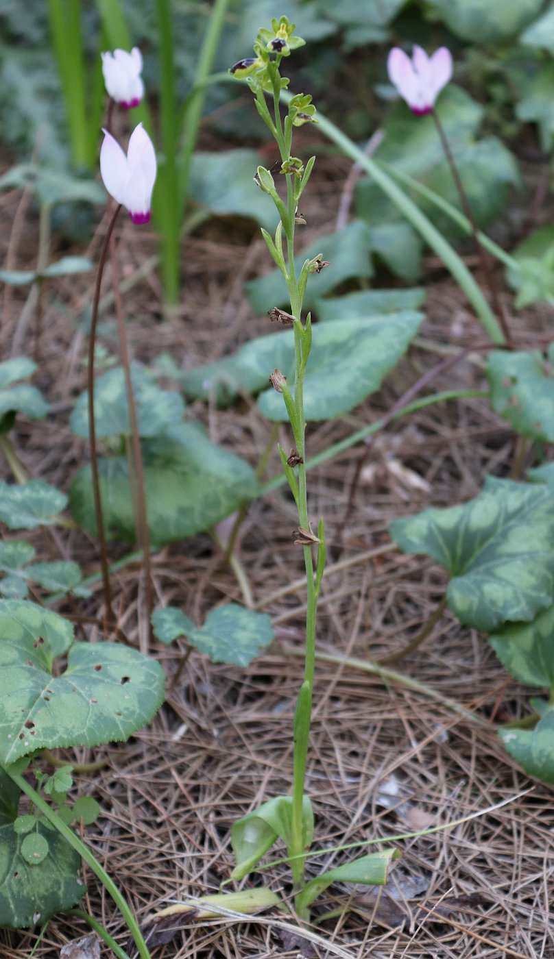 Image of Ophrys lutea specimen.