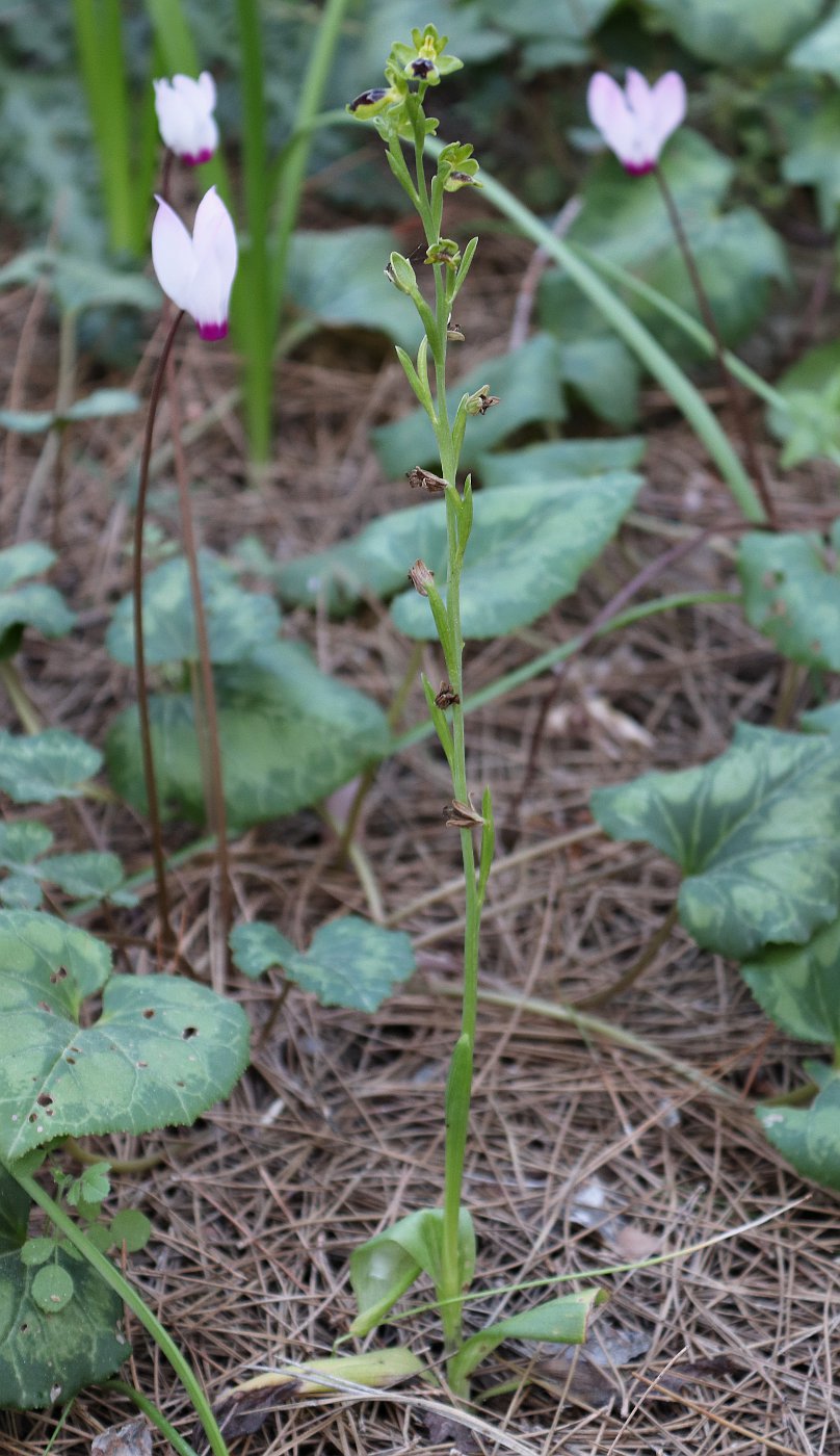 Изображение особи Ophrys lutea.