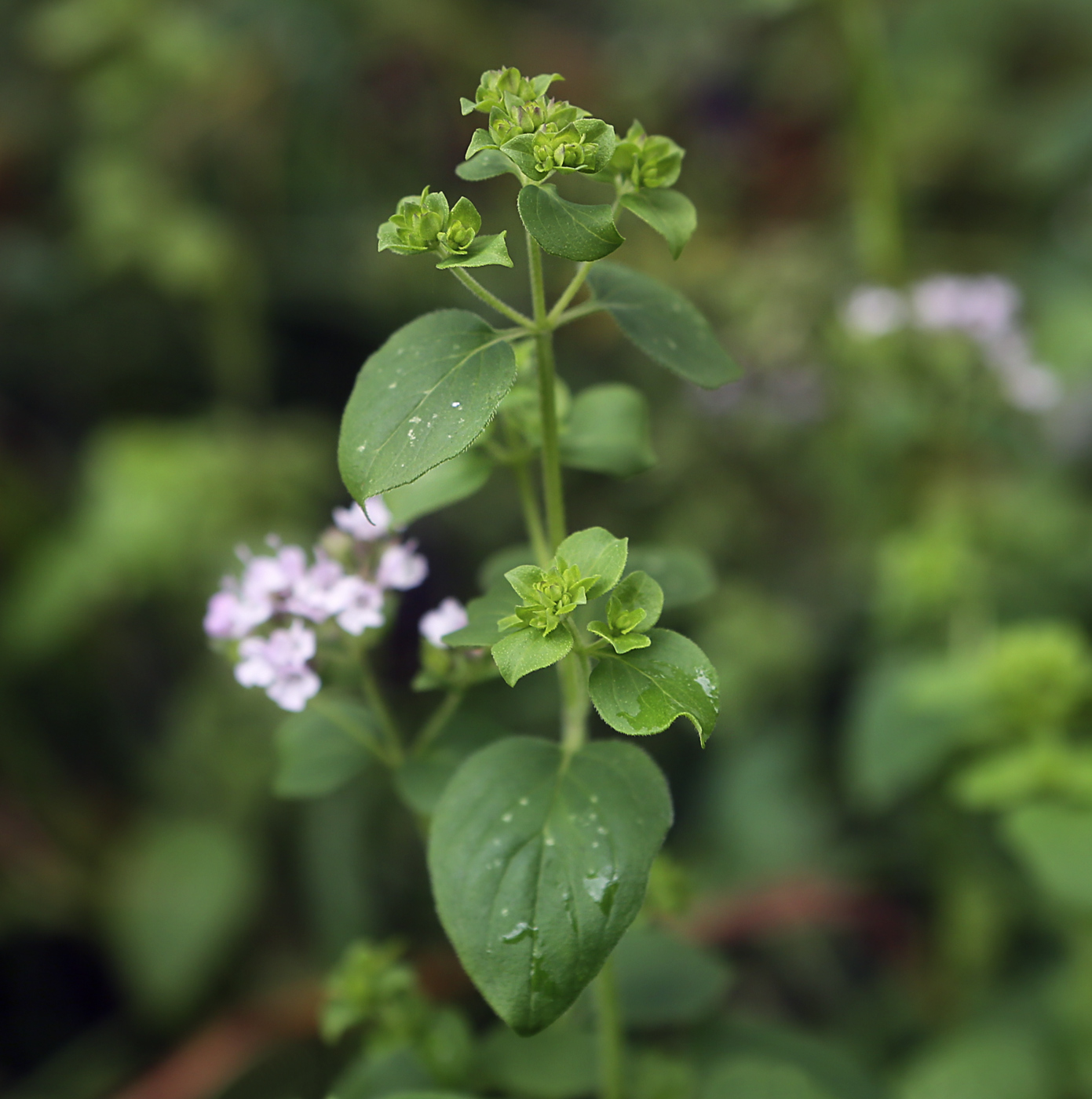 Image of Origanum vulgare specimen.