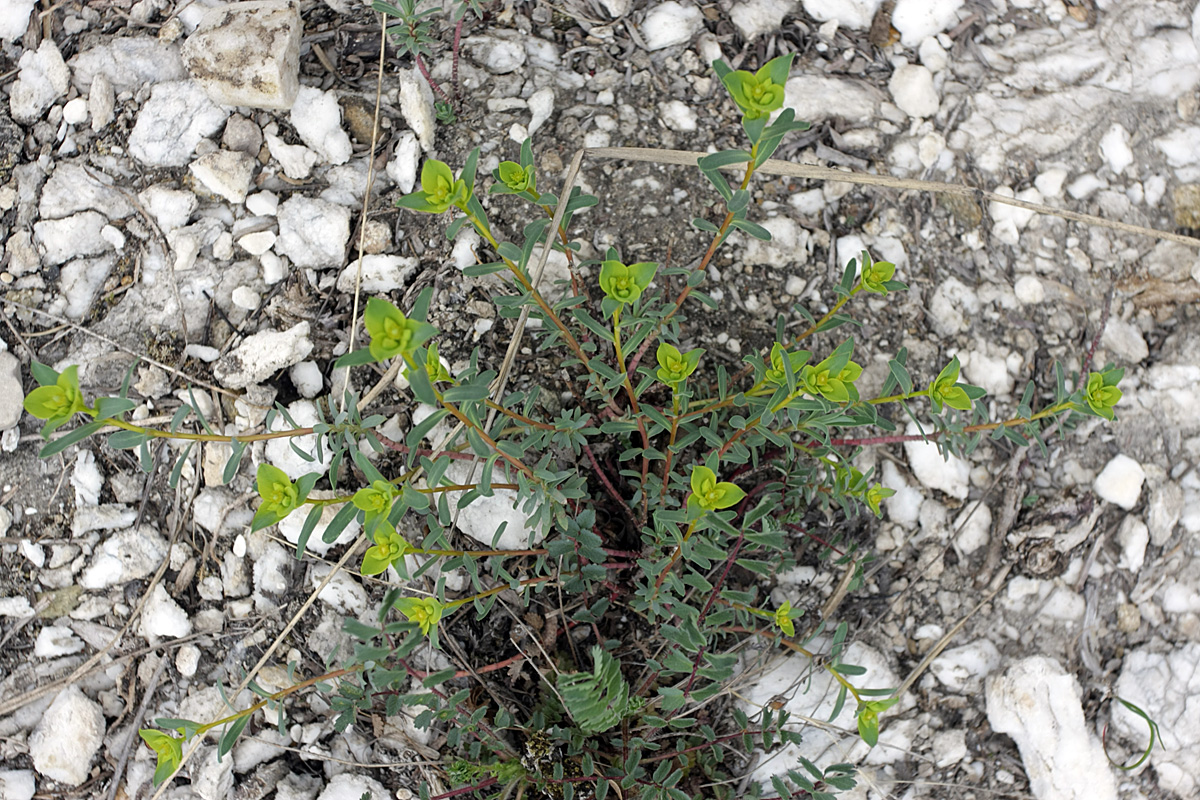 Image of Euphorbia petrophila specimen.