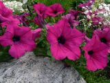 Petunia &times; atkinsiana