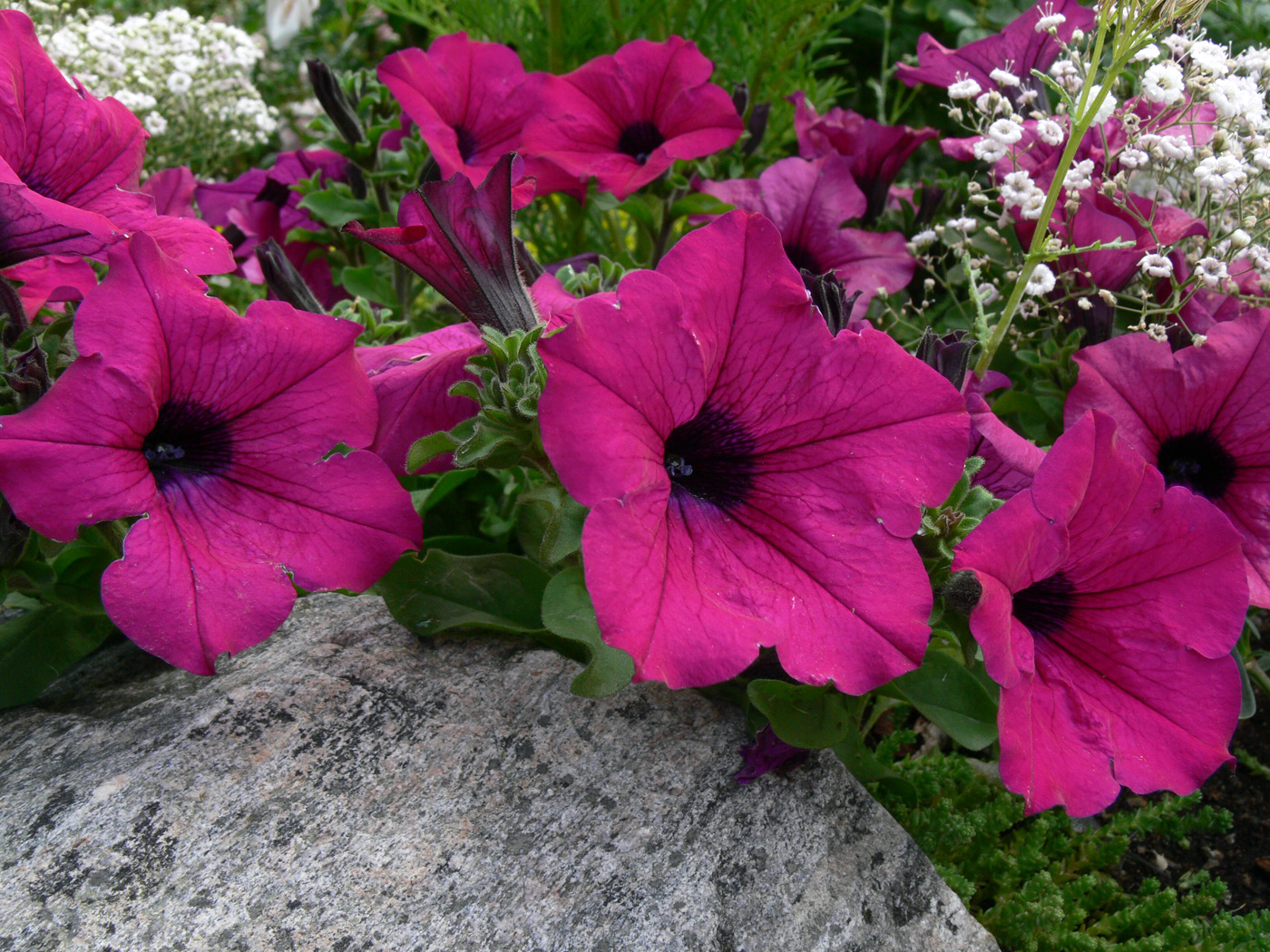 Изображение особи Petunia &times; hybrida.