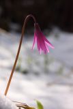 Erythronium sibiricum