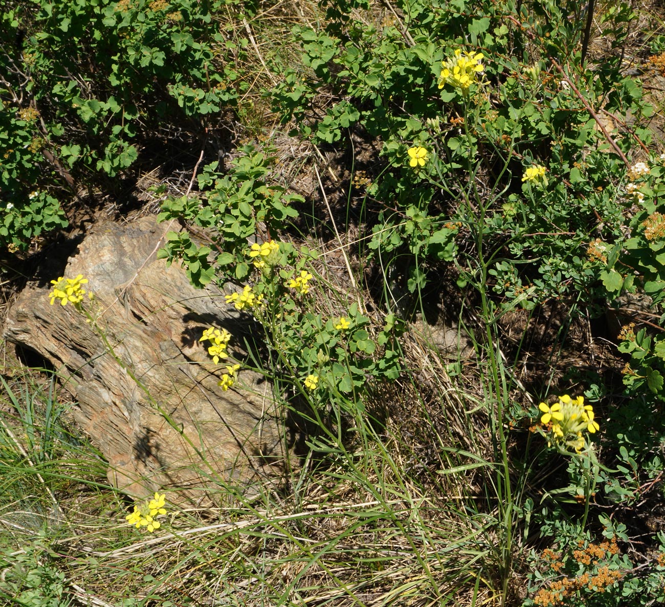 Image of Erysimum canescens specimen.