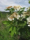 Viburnum opulus. Ветви с соцветиями. ЮЗ Крым, Варнутская долина, окр. с. Резервное, заросшее тростником и калиной понижение среди залежи. 19.05.2018.