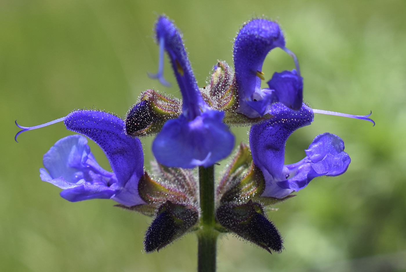 Изображение особи Salvia pratensis.