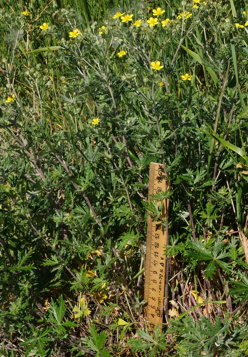 Image of Potentilla canescens specimen.