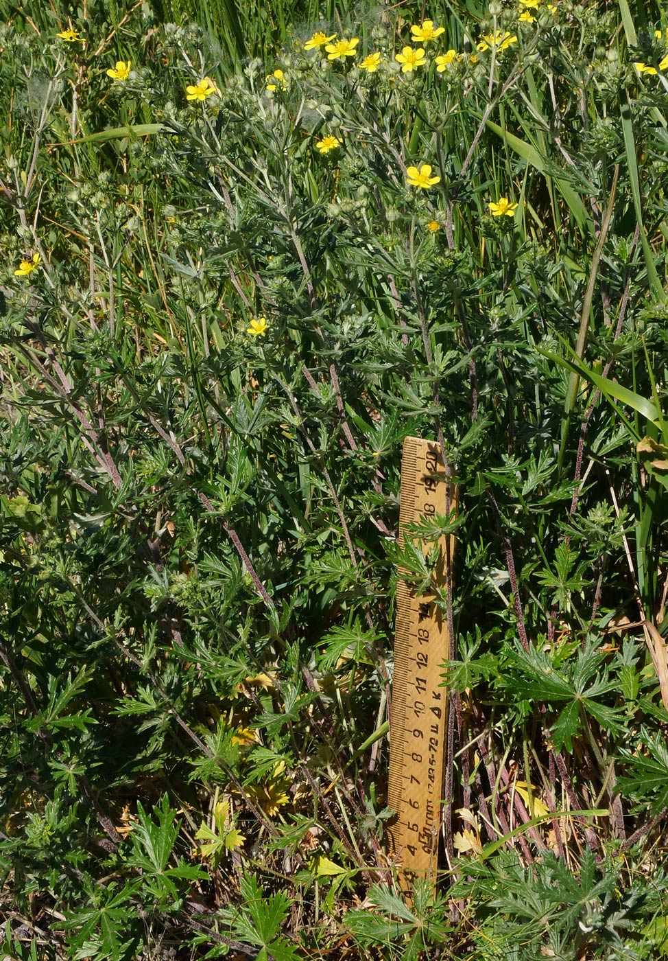 Изображение особи Potentilla canescens.