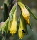 Onosma taurica