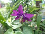 Aquilegia vulgaris
