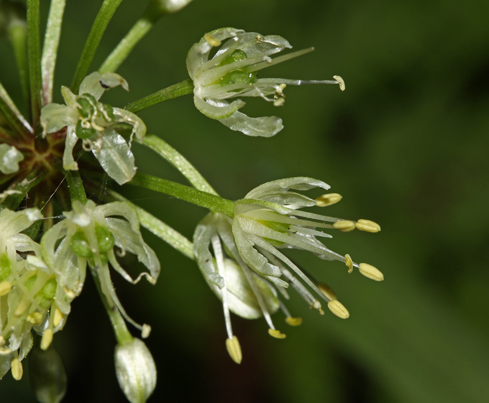 Изображение особи Allium ochotense.