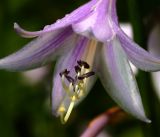 Hosta albomarginata