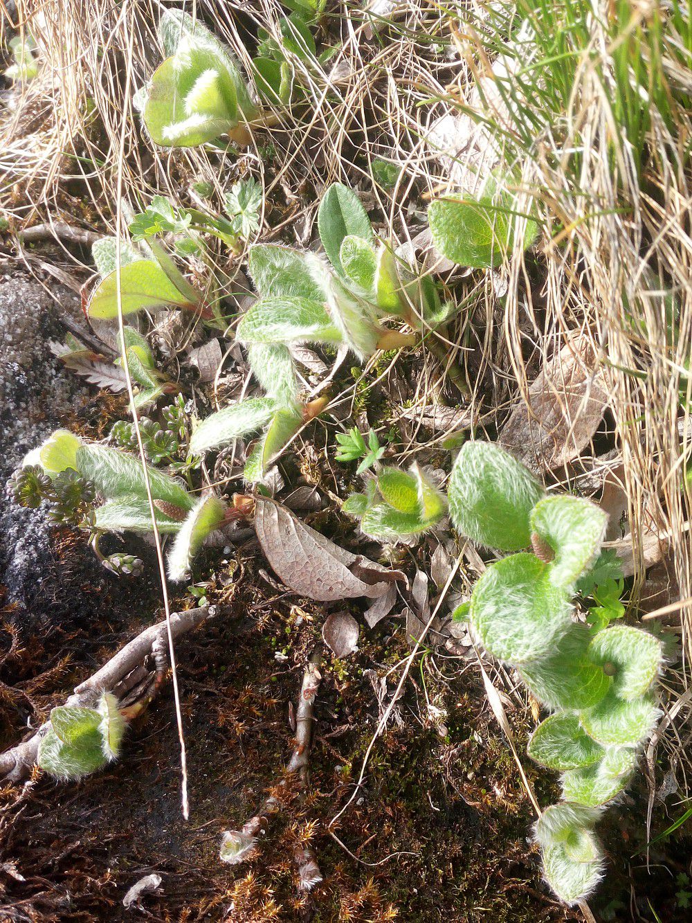 Image of genus Salix specimen.