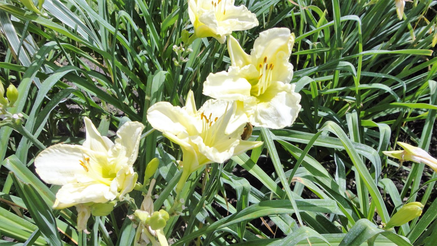 Image of Hemerocallis &times; hybrida specimen.