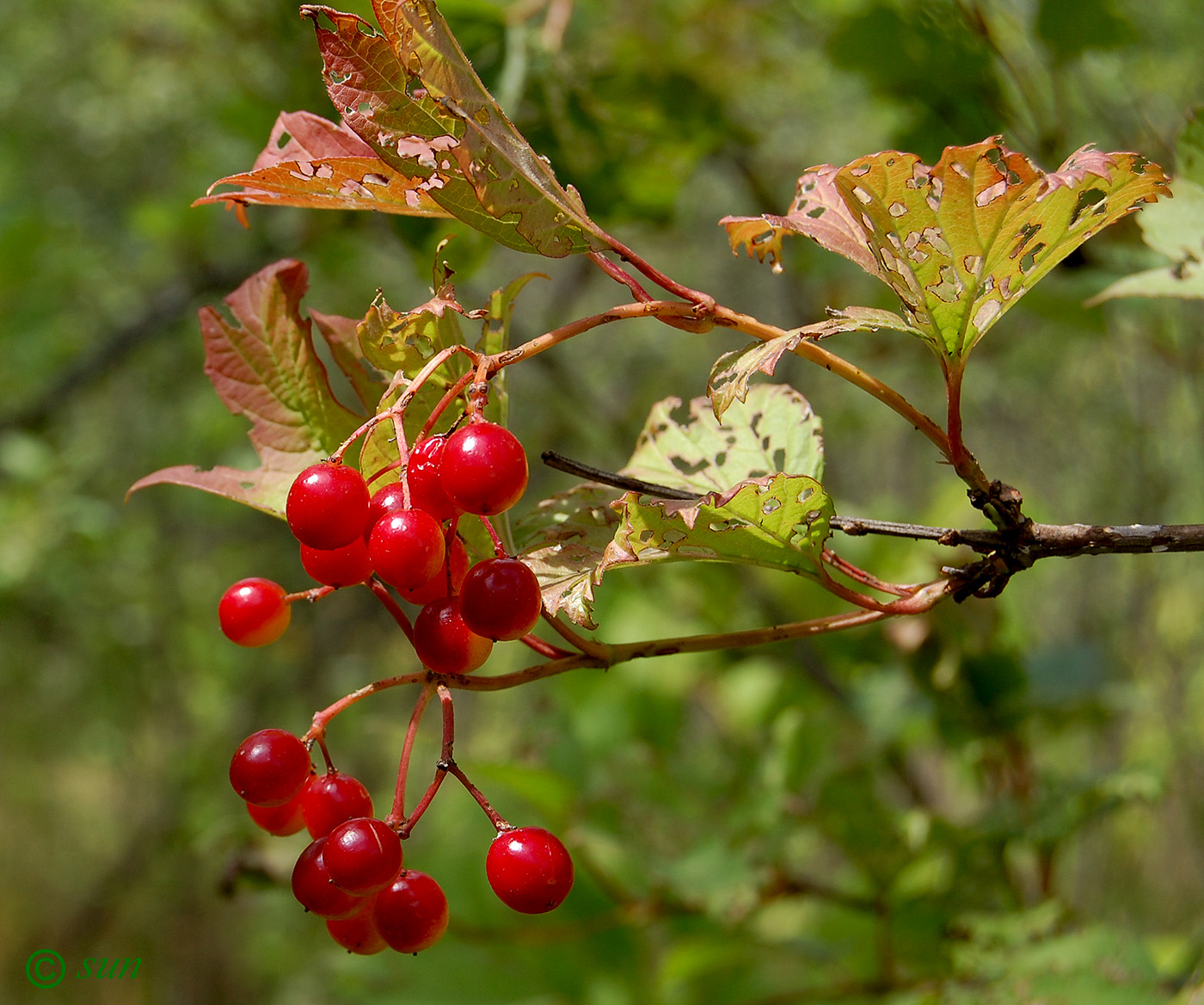 Image of Viburnum opulus specimen.