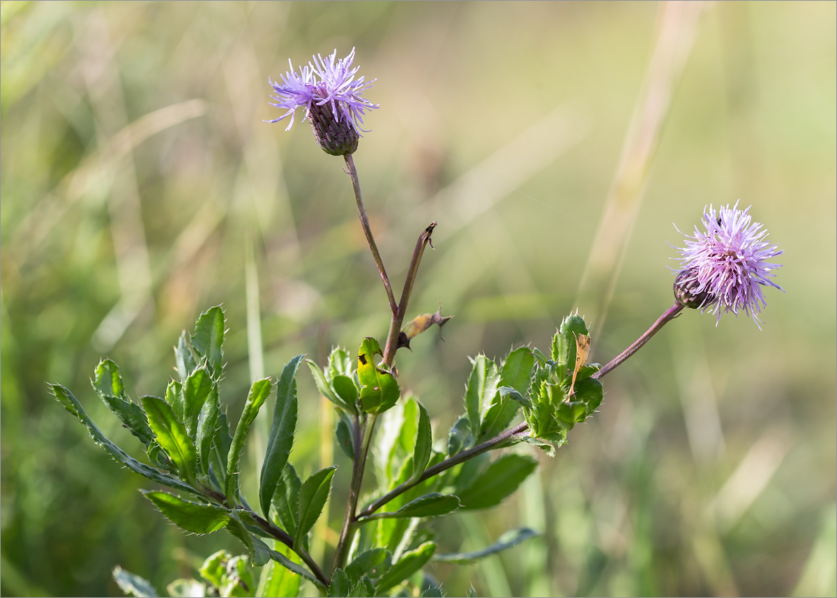 Image of Cirsium setosum specimen.