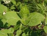 genus Viburnum. Верхушка побега. Украина, г. Запорожье, Запорожский детский ботанический сад. 02.05.2016.