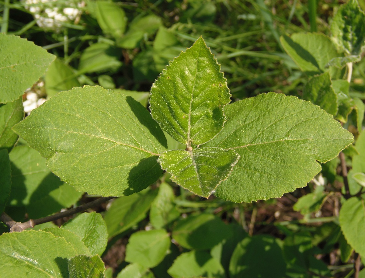 Image of genus Viburnum specimen.